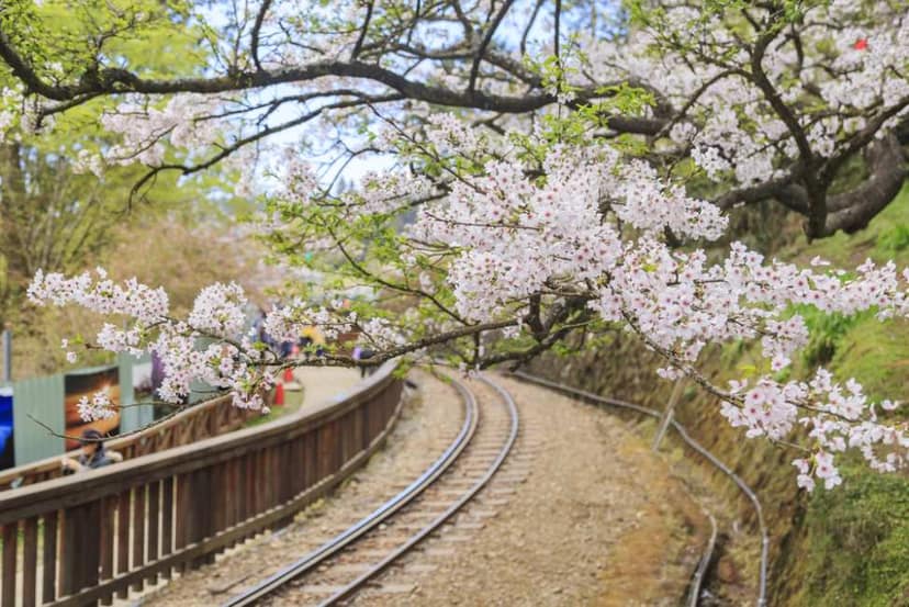 KKday: EXTRA 8% OFF Chiayi 2-Day Tour – Alishan and Zhushan Forest Railway