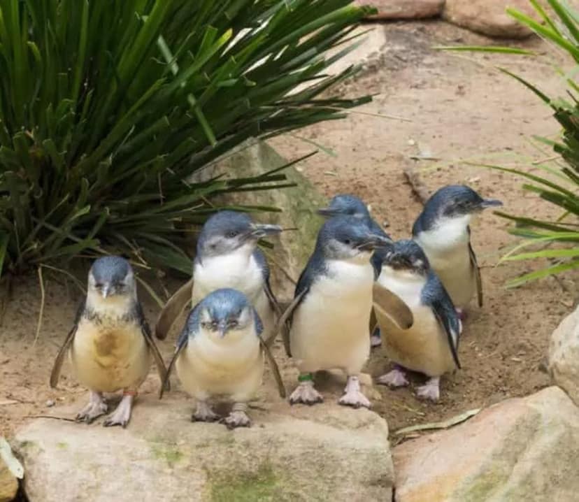 KKday: EXTRA 10% OFF Puffing Billy & Penguins Wildlife Day Tour - Victoria