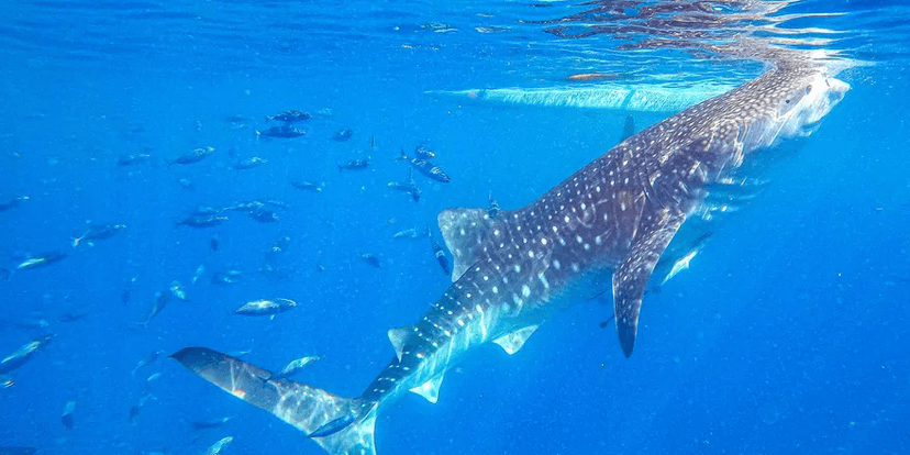 Klook: PHP 300 OFF on Cebu Whaleshark Package and experience an unforgettable encounter with these magnificent marine animals.