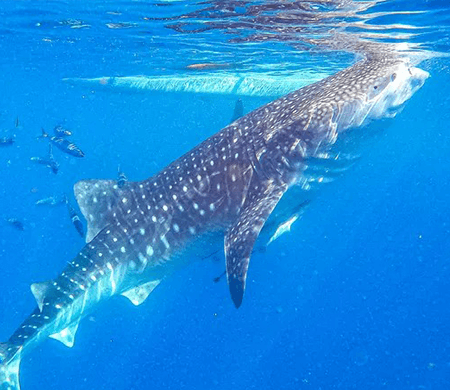 Klook: Enjoy PHP 300 OFF on Cebu Oslob Whaleshark Package